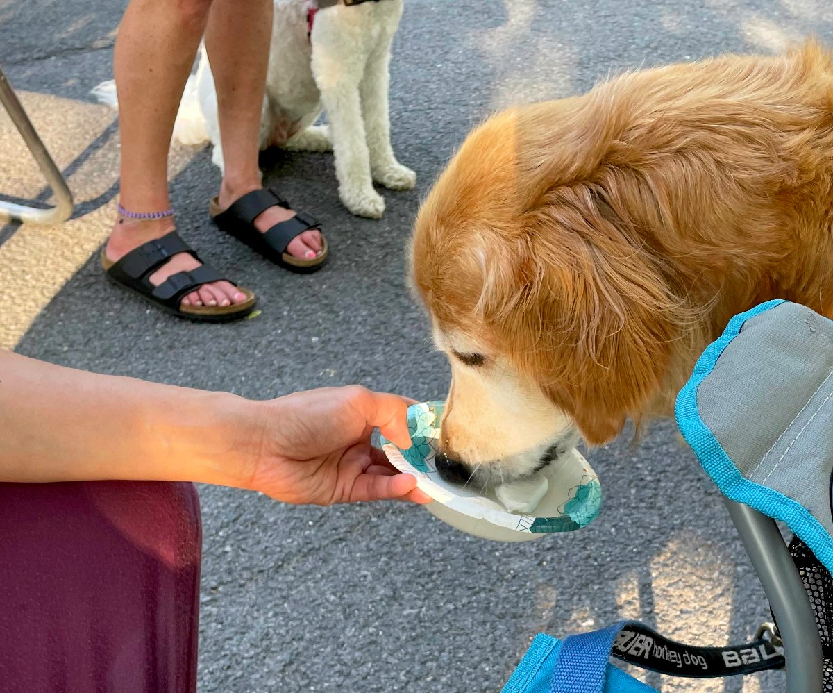 Dog eating ice cream