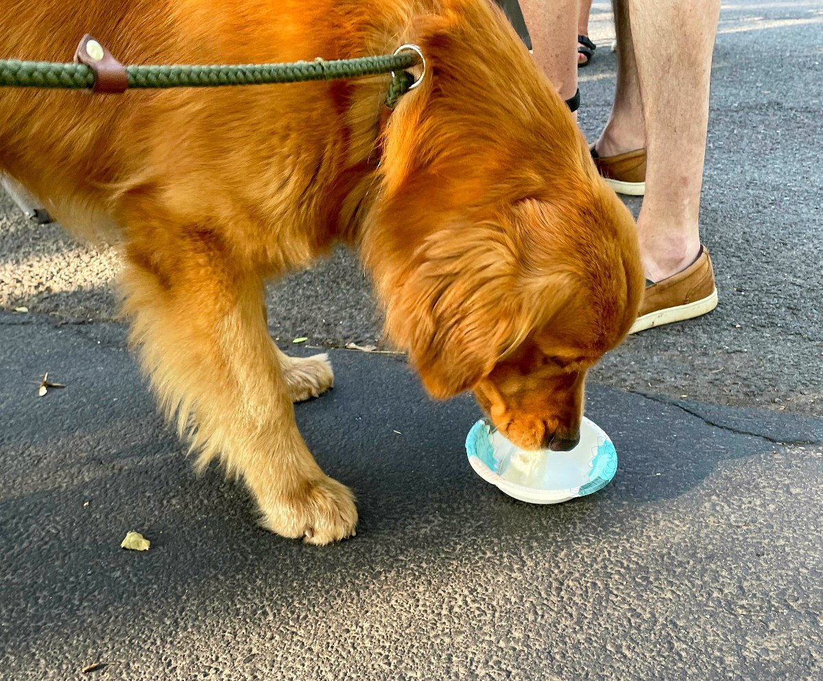 Dog eating ice cream