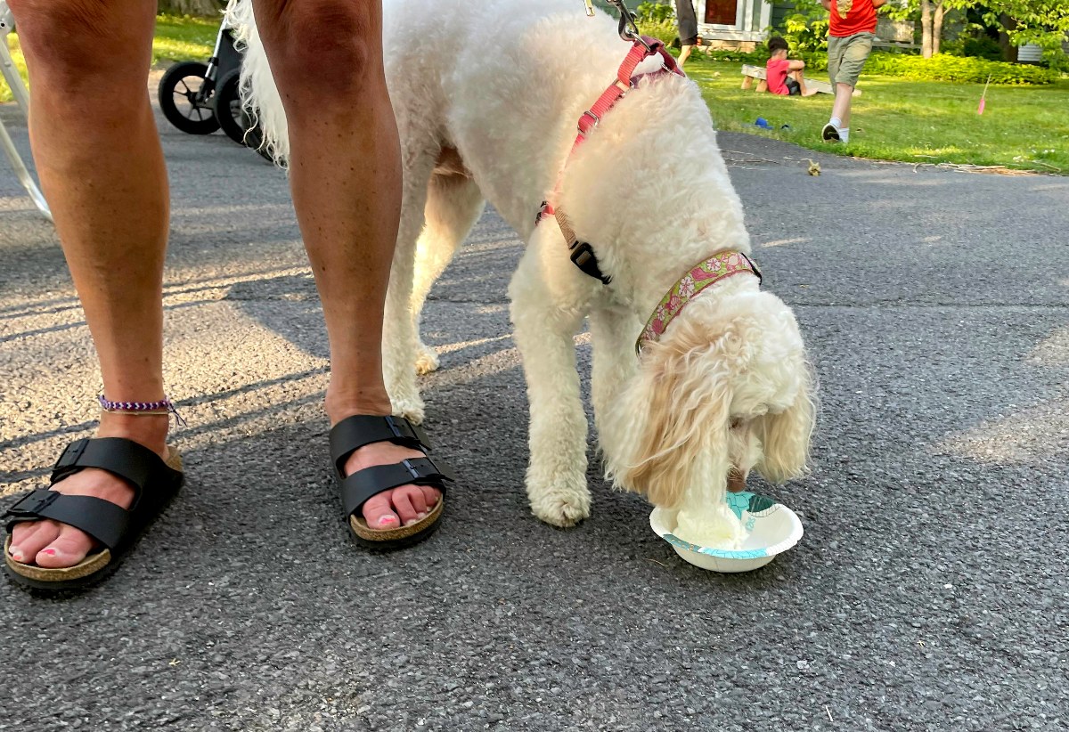 Dog eating ice cream