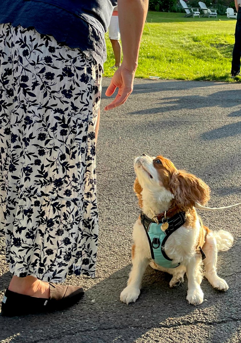 Dog enjoying a block party